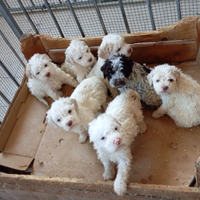 Lagotto Romagnolo cuccioli