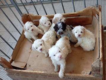 Lagotto Romagnolo cuccioli