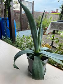 Pianta di agave da esterno