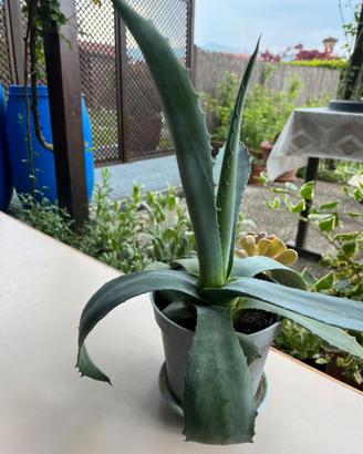 Pianta di agave da esterno