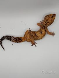 Geco Leopardino