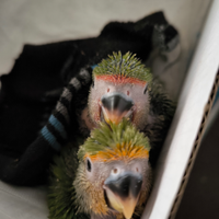 Insep. Roseicollis NT allevato a mano