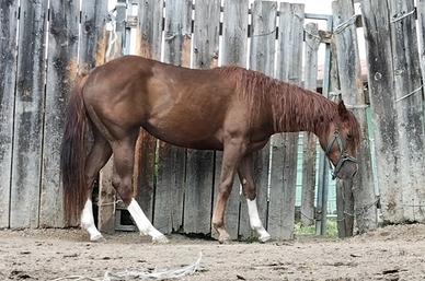 Quarter Horse