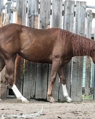 Quarter Horse