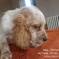 Cuccioli setter inglese