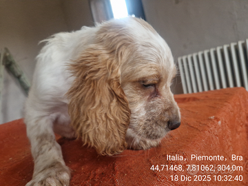 Cuccioli setter inglese