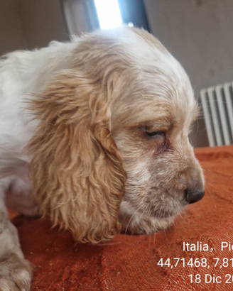 Cuccioli setter inglese