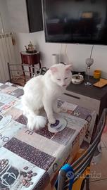 due gattini di d angora turco a 150 tra  die mrdi