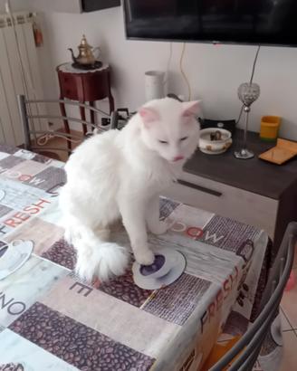 due gattini di d angora turco a 150 tra  die mrdi