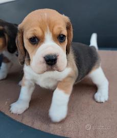 Beagle cuccioli