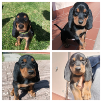 Cuccioli di segugio svizzero del giura