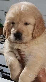 Cuccioli golden retriever