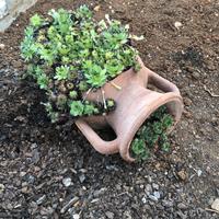 Anfora in terracotta