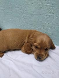 Cuccioli cocker