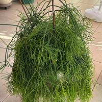 Pianta pendente verde