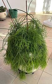 Pianta pendente verde