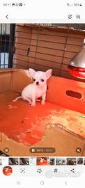 cuccioli chihuahua maschi 