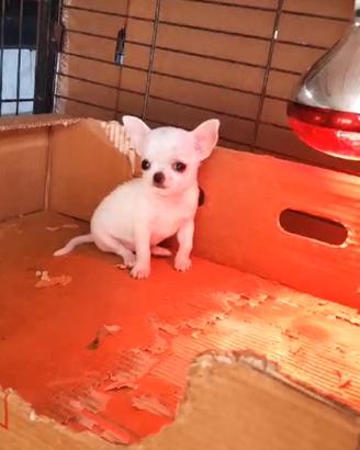 cuccioli chihuahua maschi 
