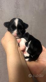 Chihuahua pelo lungo