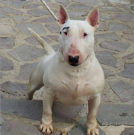 Cucciole di Bull Terrier Inglese Standard