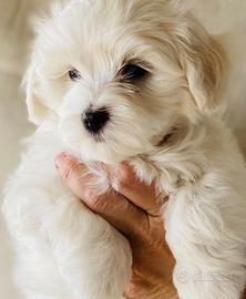 Maltese toy
