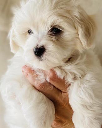 Maltese toy