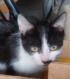 Gatti dolcissimi