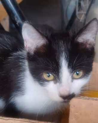Gatti dolcissimi