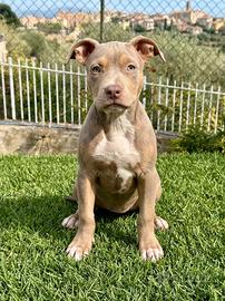 pitbull 