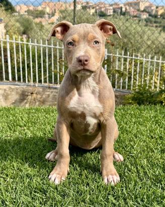 pitbull 