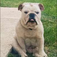 Bulldog inglese per monta