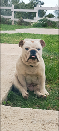 Bulldog inglese per monta