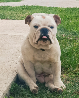 Bulldog inglese per monta