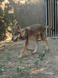 cane lupo americano 