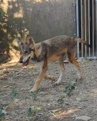 cane lupo americano 