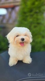 Maltese coreano