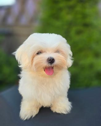 Maltese coreano
