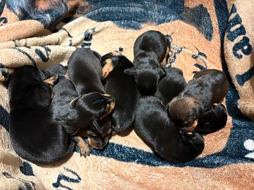 Cucciolo di bassotto