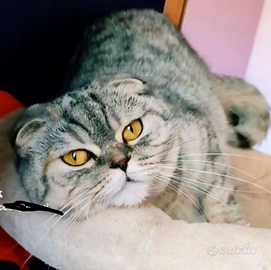 Femmina Scottish Fold