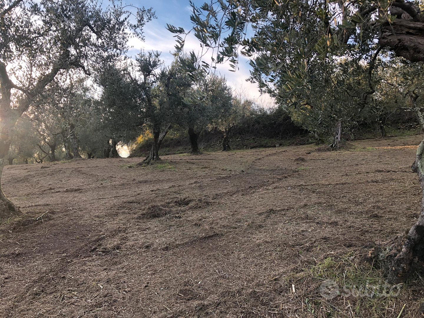 Uliveto pressi Valdibrana - Vista 2