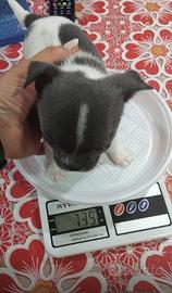 Chihuahua piccolissimi