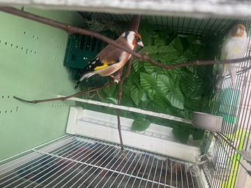 Coppia cardellino mayor 