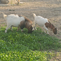 Coppia capra tibetana