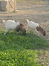 Coppia capra tibetana