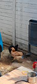 Galline dalle uova colorate