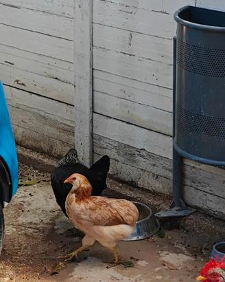 Galline dalle uova colorate