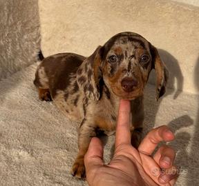 Bassotti cuccioli