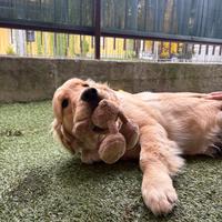 Cucciolo di Golden retriver americano