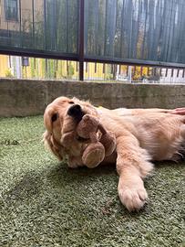 Cucciolo di Golden retriver americano