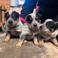 Cuccioli di Australian Cattle dog blue